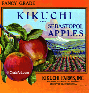 KIKUCHI (A)