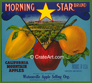 MORNING STAR (A)
