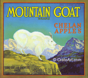 MOUNTAIN GOAT (A)