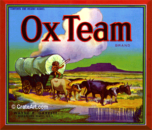 OX TEAM (A)