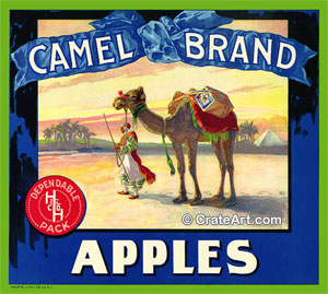 CAMEL BRAND (A)