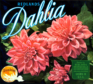 DAHLIA (O)
