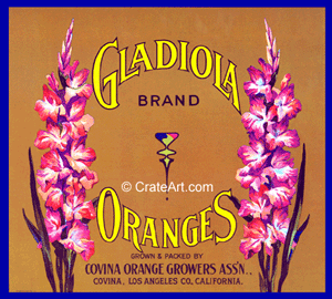 GLADIOLA (O)