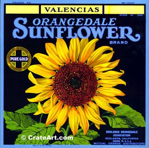 SUNFLOWER (O) #1