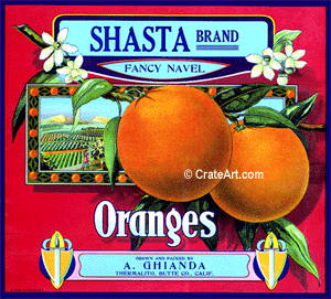 SHASTA (O)