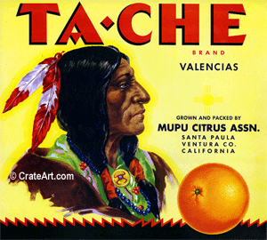 TA-CHE (O)