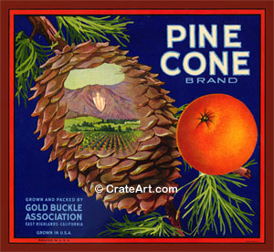 PINE CONE (O) #1