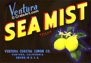 SEA MIST (L)