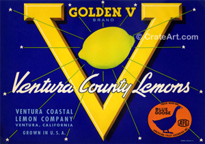 GOLDEN V (L)