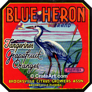 BLUE HERON (F)