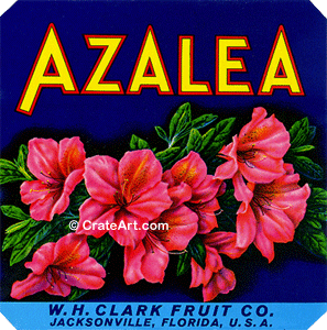 AZALEA (F) #2