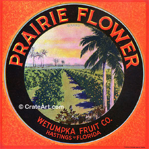 PRAIRIE FLOWER (F) #2