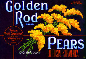 GOLDEN ROD (P)