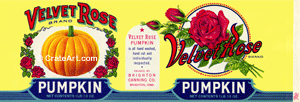 VELVET ROSE (CN) #2