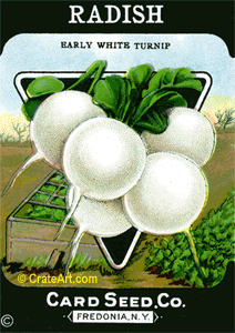 RADISH #643 