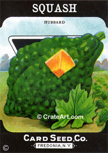 SQUASH #385