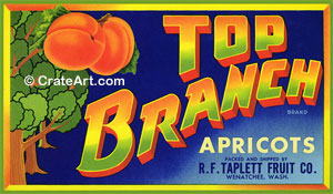 TOP BRANCH (MF)