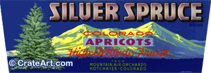 SILVER SPRUCE (MF) #1