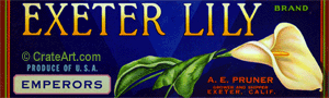 EXETER LILY (G)