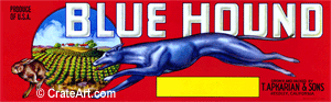 BLUE HOUND (MF)