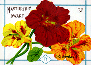 NASTURTIUM (SF) #310