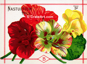 NASTURTIUM (SF) #314
