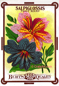 SALPIGLOSSIS (SF) #158