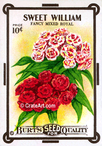 SWEET WILLIAM (SF) #88