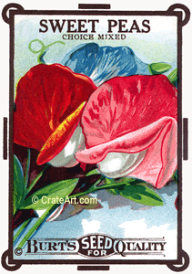 SWEET PEAS (SF) #124