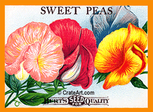 SWEET PEAS (SF) #323