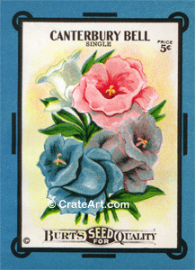 CANTERBURY BELL (SF) #102B
