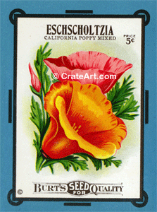 ESCHSCHOLTZIA (SF) #145B