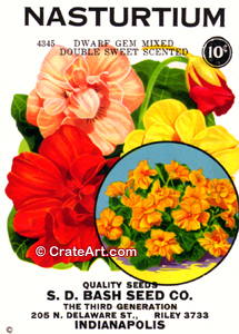 NASTURTIUM (SF) #4345