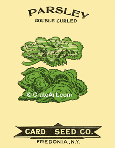 PARSLEY (SH) #3