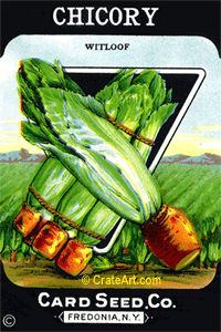 CHICORY (SV) #736