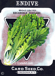 ENDIVE (SV) #662