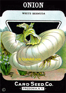 ONION (SV) #660