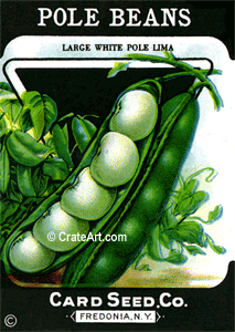 POLE BEANS (SV) #574