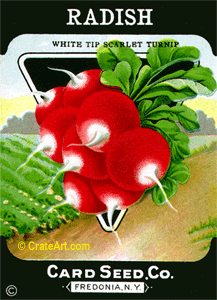 RADISH (SV) #365