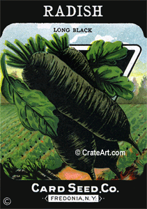 RADISH (SV) #587