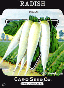 RADISH (SV) #359