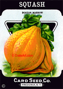 SQUASH (SV) #805