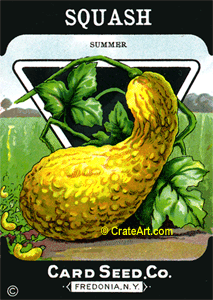 SQUASH (SV) #486