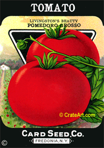 TOMATO (SV) #479