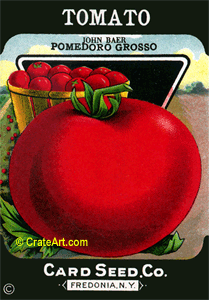 TOMATO (SV) #477