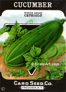 CUCUMBER (SV) #474