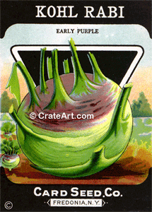 KOHL RABI (SV) #495