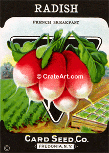 RADISH (SV) #356