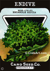 ENDIVE (SV) #576