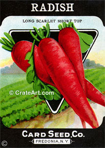 RADISH (SV) #358